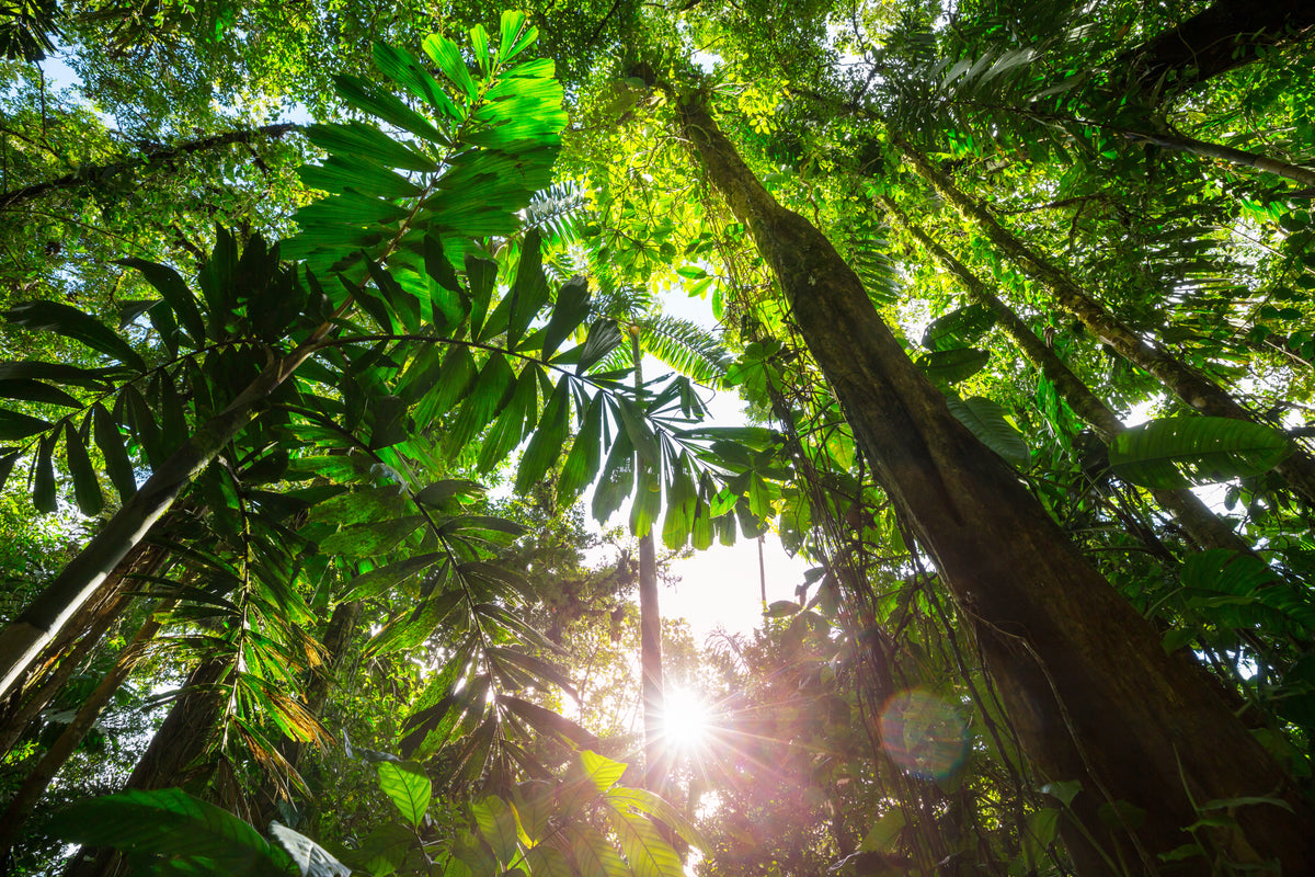 A vine from the Amazon, and nothing else